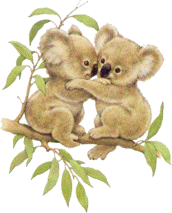 animated-gifs-koala-bears-24.gif