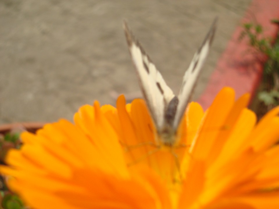 pic 1 203.jpg